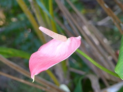 Anthurium andraeanum