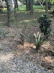 Sansevieria trifasciata