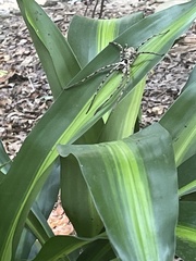 Heteropoda venatoria