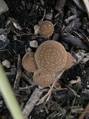 Candolleomyces