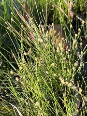 Eleocharis geniculata