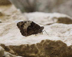 Hipparchia syriaca