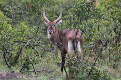 Kobus ellipsiprymnus defassa