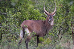 Kobus ellipsiprymnus defassa