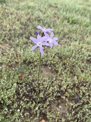 Leucocoryne ixioides