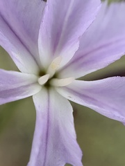 Leucocoryne ixioides