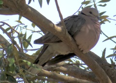 Streptopelia semitorquata