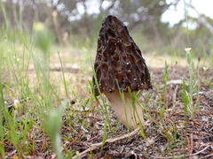 Morchella