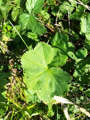 Alchemilla vulgaris