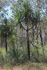 Pandanus