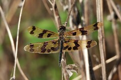 Rhyothemis graphiptera