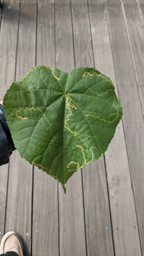 Mallow Leaf Miner photo 2
