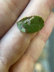 Stigmella rosaefoliella