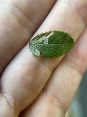 Stigmella rosaefoliella