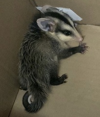 Didelphis albiventris