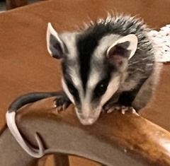 Didelphis albiventris