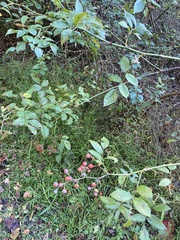 Stigmella rosaefoliella