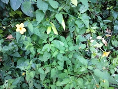 Sclerocarpus divaricatus