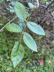 Stigmella rosaefoliella