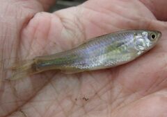 Cyprinella lutrensis