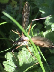 Tipula