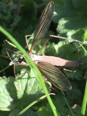 Tipula