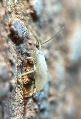 Coniopteryginae