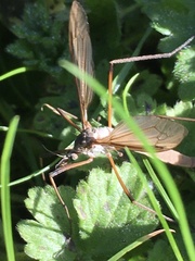 Tipula