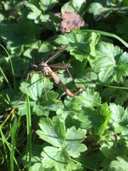 Tipula