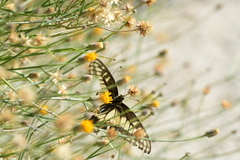 Papilio polyxenes rudkini