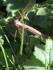 Tipula