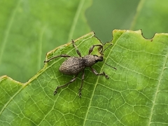 Metapocyrtus adspersus