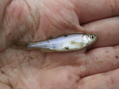 Cyprinella lutrensis