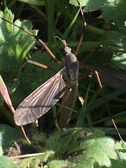 Tipula