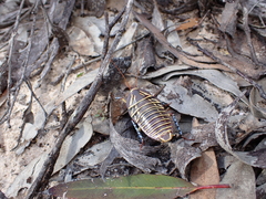 Polyzosteria mitchelli