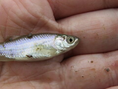 Cyprinella lutrensis