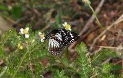 Danaus affinis