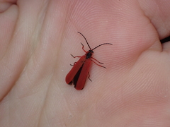 Dictyoptera simplicipes
