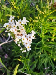 Heliotropium sinuatum