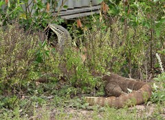 Varanus panoptes panoptes