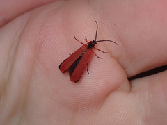 Dictyoptera simplicipes