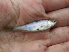 Cyprinella lutrensis