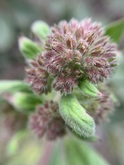 Phacelia brachyantha