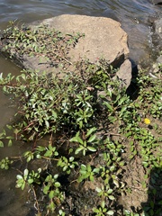 Ludwigia peploides glabrescens