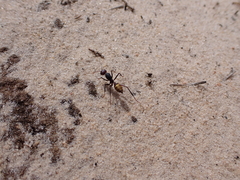 Camponotus aurocinctus