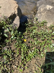 Ludwigia peploides glabrescens