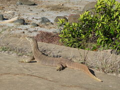 Varanus panoptes panoptes