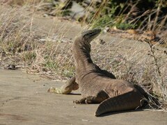 Varanus panoptes panoptes