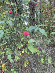 Euonymus americanus