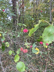 Euonymus americanus